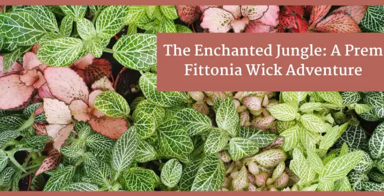 prem fittonia wick plant