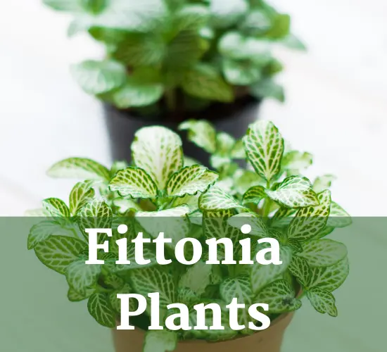 Fittonia plant, prem fittonia wick plant