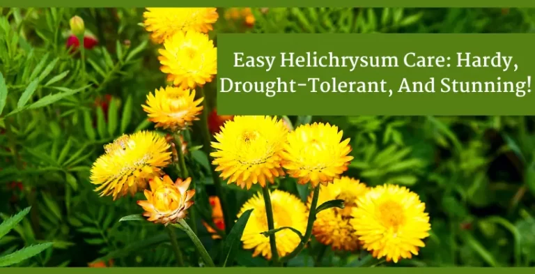 helichrysum plants-helichrysum care