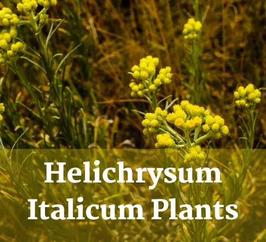 Easy Helichrysum Care: Hardy, Drought-Tolerant, And Stunning - leafbud.org