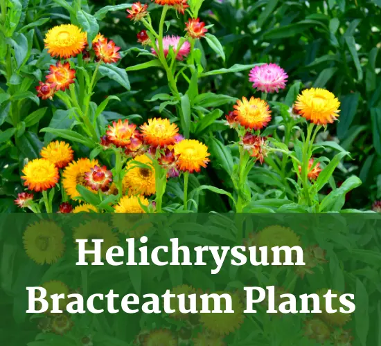 Helichrysum Bracteatum plants-Helichrysum care