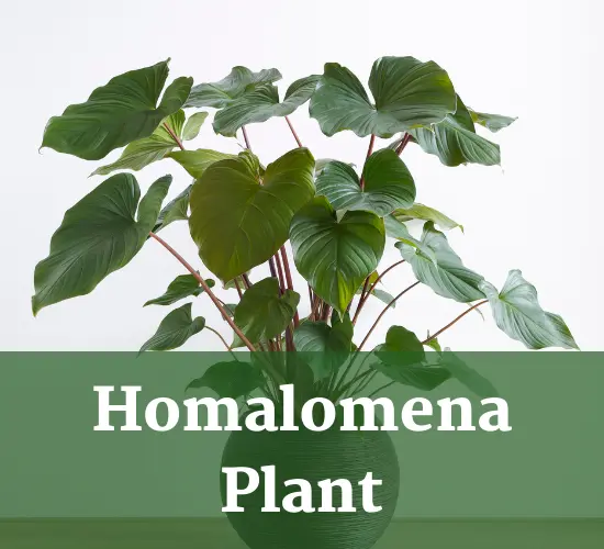  Beautiful Homalomena plant-Homalomena care