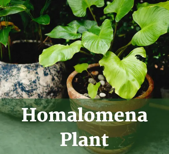 Homalomena plant in pot-Homalomena care