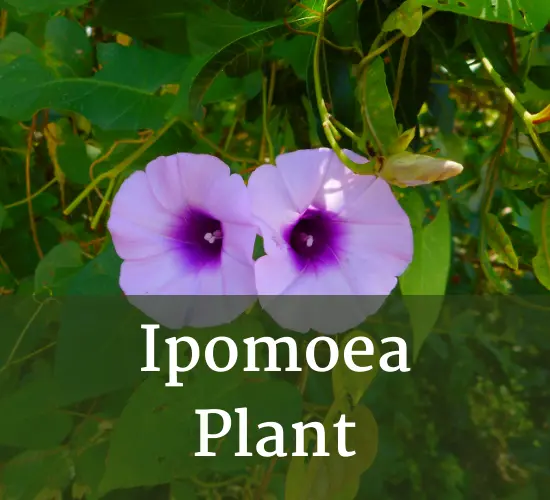 Beautiful Ipomoea flowers, Ipomoea plant care