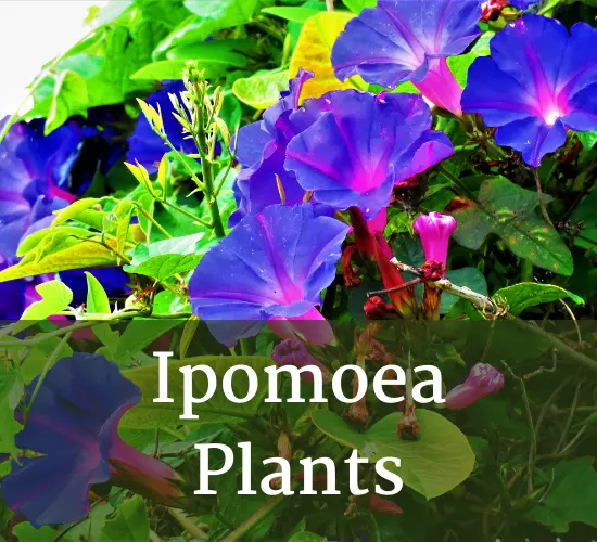 Flowers of Ipomoea plant, Ipomoea plant care