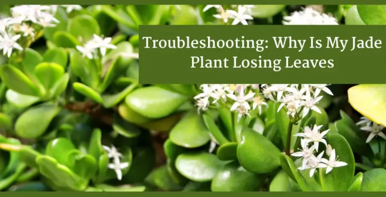 jade plant-why is my jade plant losing leaves