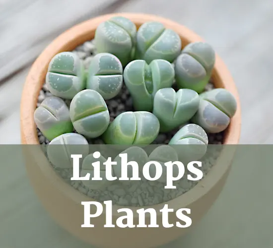 Lithops plant, Lithops care