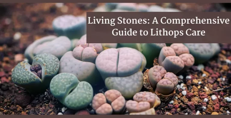 lithops care