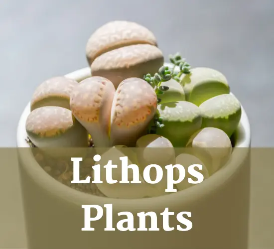 Lithops plant, in white pot  Lithops care