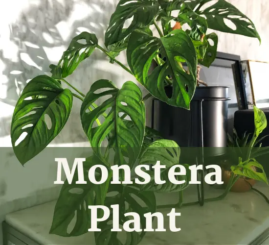 Potted Monstera Plant