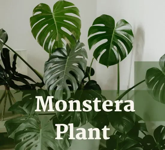 Potted Monstera Plant