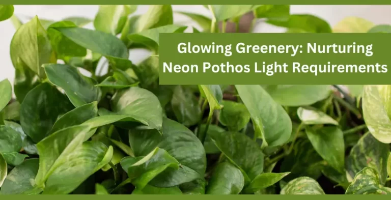 neon pothos plant-neon pothos light requirements