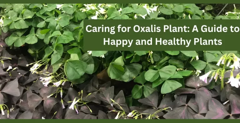 caring for oxalis plant