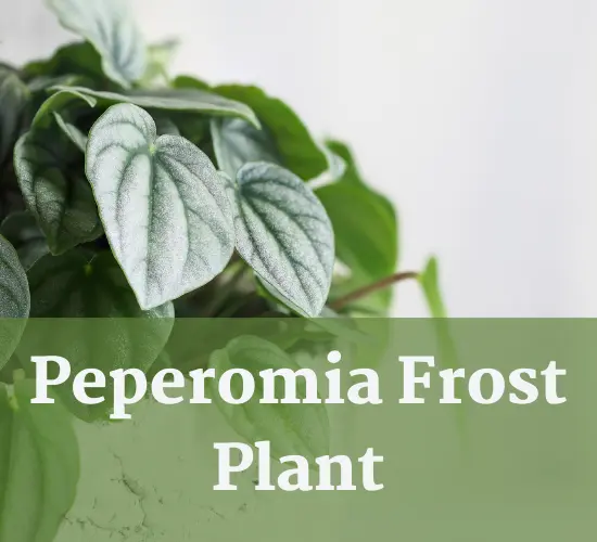 Beautiful Peperomia Plant ,Peperomia frost care 