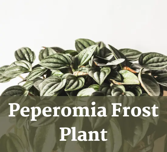 Peperomia plant, Peperomia frost care 