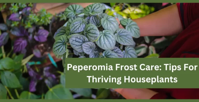 peperomia frost care plant