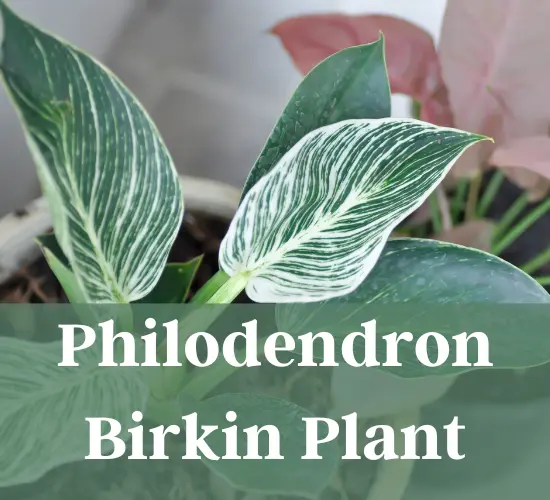 Philodendron Birkin plant, Philodendron leaves curling