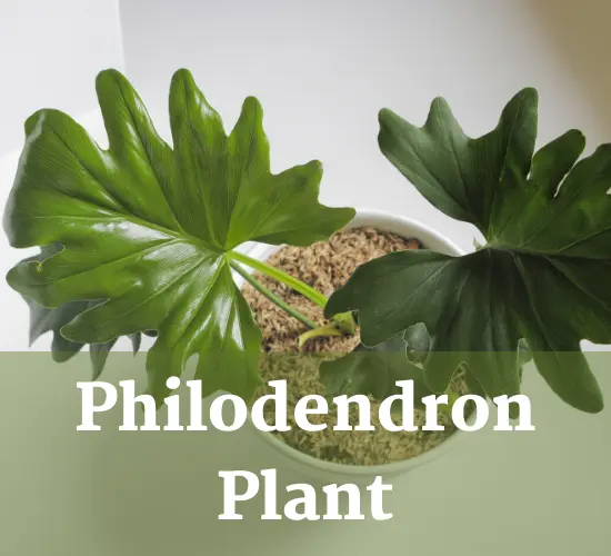 Philodendron plant in pot, Philodendron yellow leaves plant