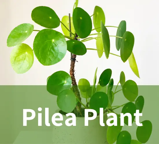 Beautiful Pilea Plant in White Pot