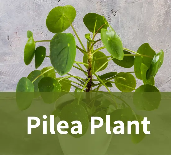 Beautiful Pilea Plant