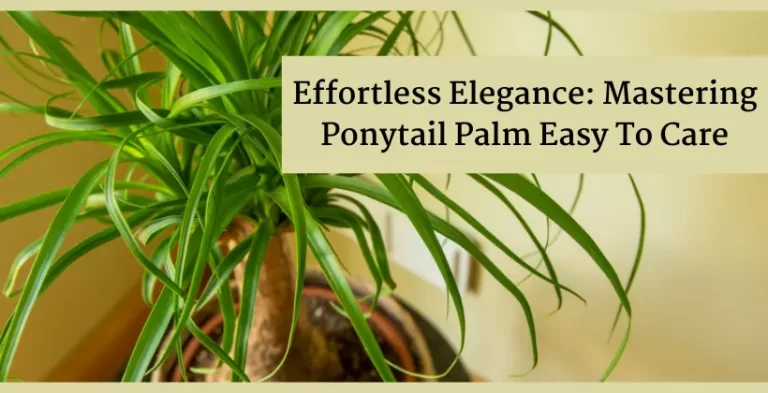 Ponytail Palm Easy To Care