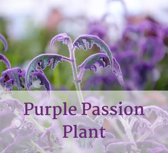 Purple Passion plant, indoor purple passion plant