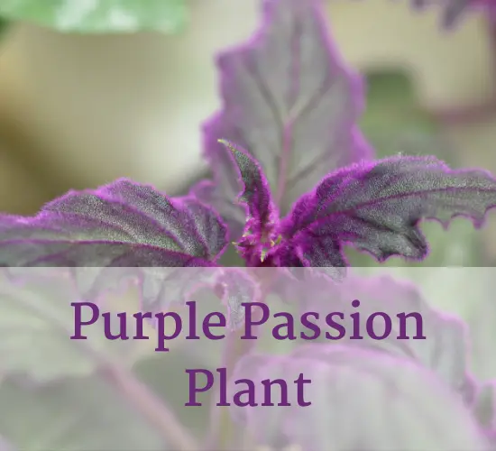 Beautiful Purple Passion plant ,indoor Purple Passion plant
