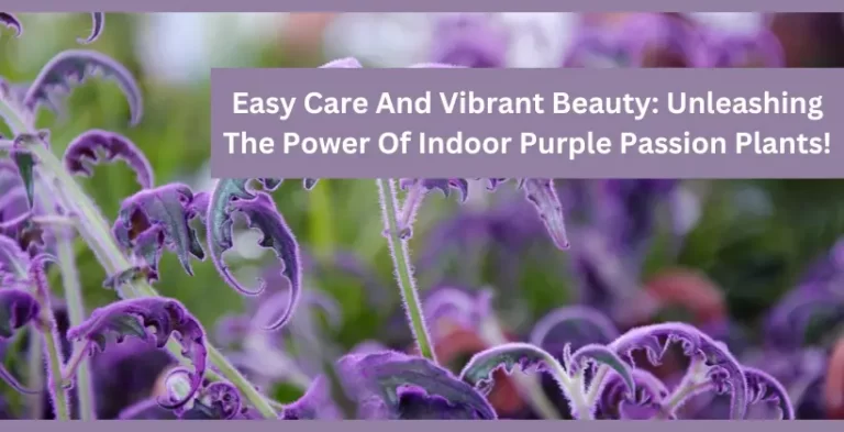 indoor purple passion plant