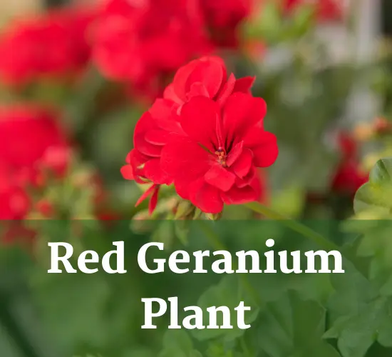 Red Geranium care