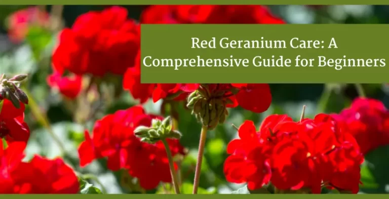 red geranium care