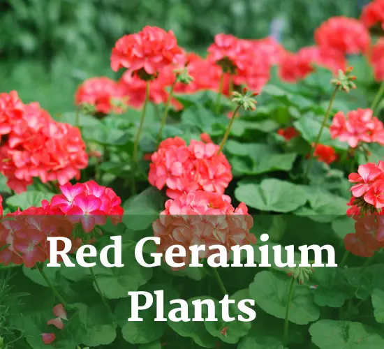 Beautiful flowers of Red Geranium plants,Red Geranium care