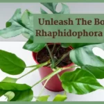Rhaphidophora plant