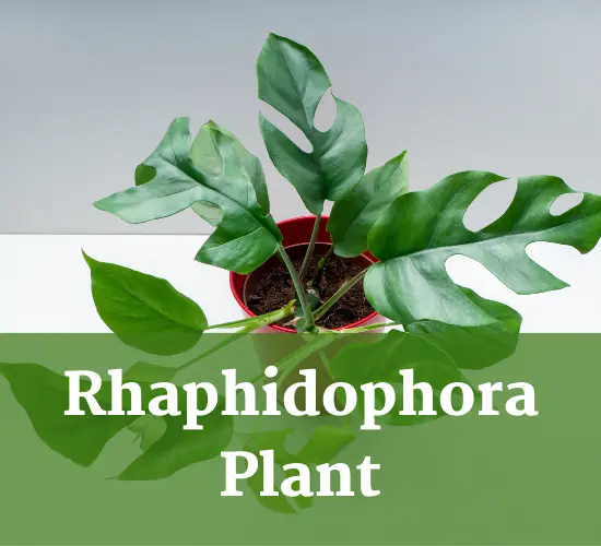Rhaphidophora plant