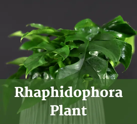 Rhaphidophora plant in pot