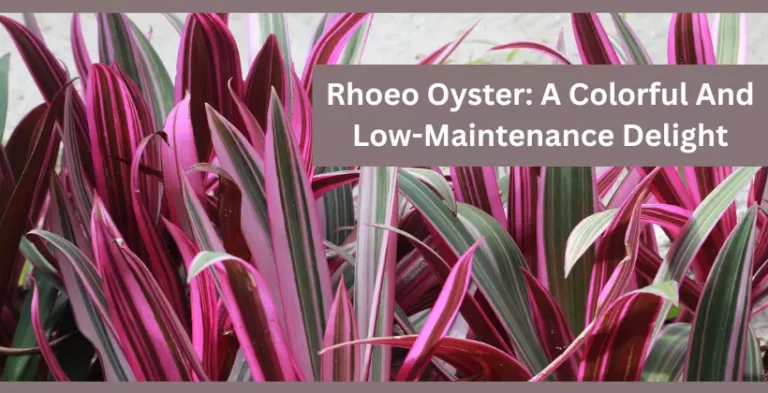 Rhoeo oyster plants