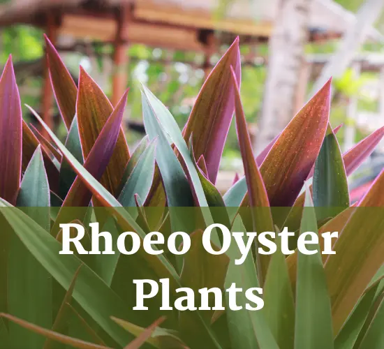 Beautiful Rhoeo Oyster plants