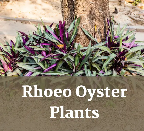 Rhoeo Oyster plants