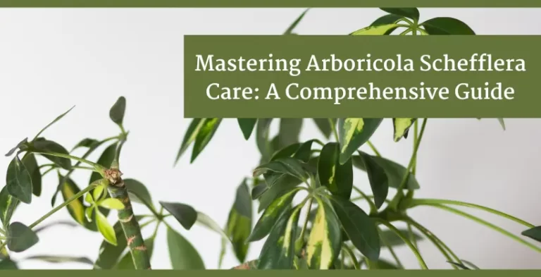 arboricola schefflera care plant