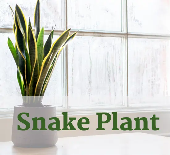 leaning snake plant