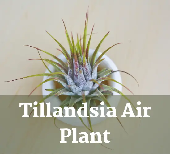 Tillandsia Air plant in white pot, brown and dry Air Plant