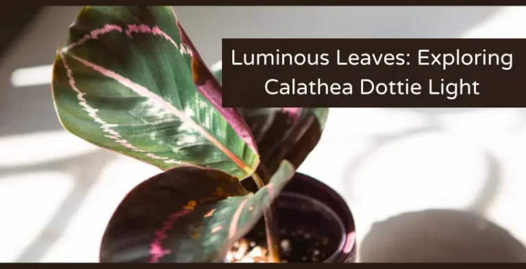 calathea plant-calathea dottie light