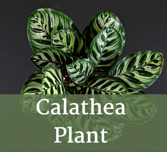 Calathea plant - Calathea brown leaves