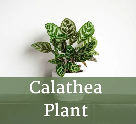 Calathea plant in white pot - Calathea brown leaves