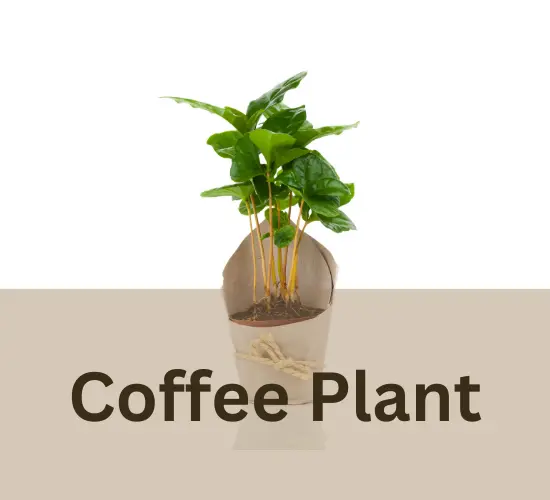 Coffee Plant in pot,, Coffee plant browning leaves