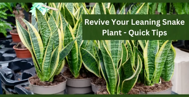 leaning snake plants