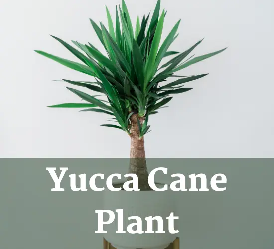 Yucca cane plant in white pot