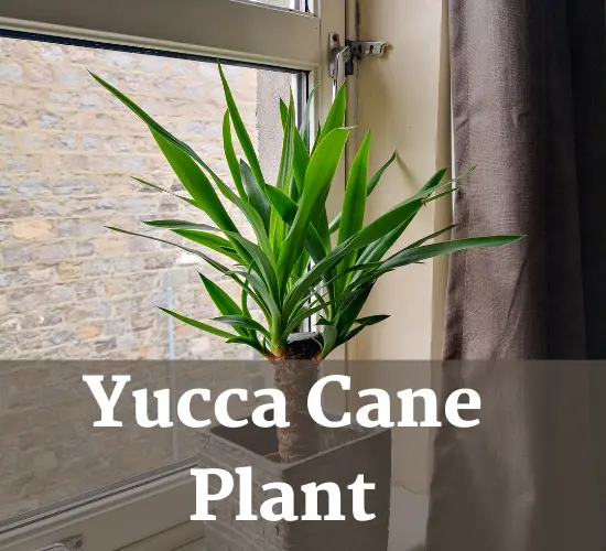 Yucca Cane plant in pot 