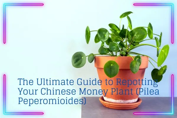 Repotting chinese money plant, how to repot chinese money plant